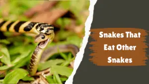 Read more about the article 11 Deadly Snakes That Eat Other Snakes