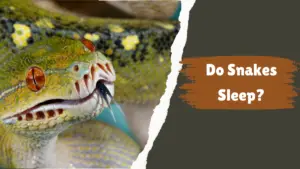 Read more about the article Do Snakes Sleep? How To Tell If A Snake Is Sleeping?