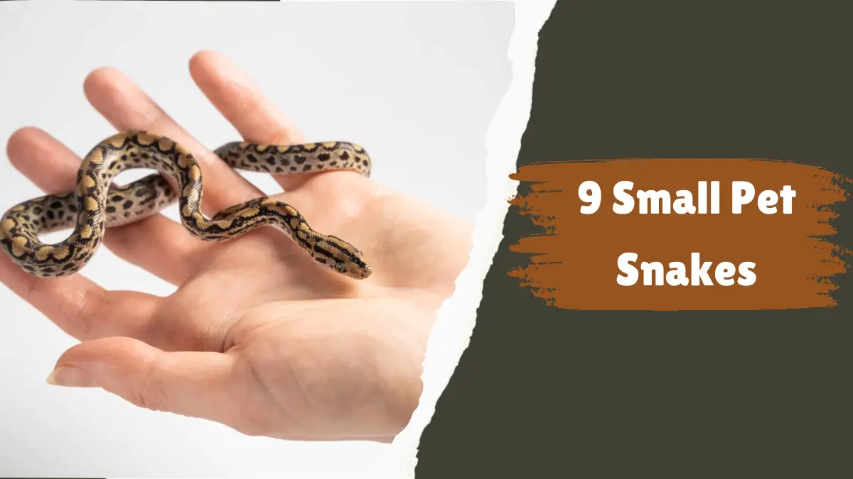 You are currently viewing 9 Small Pet Snakes That Are Easy To Care For