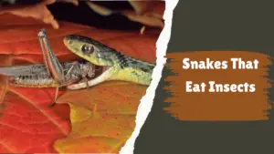 Read more about the article 12 Small Snakes That Eat Insects And Meat