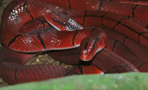 Read more about the article Bamboo Rat Snakes – The Best Quality Guide