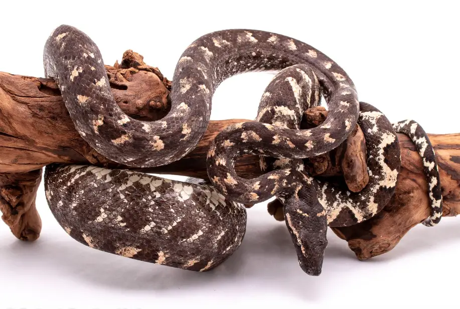 You are currently viewing Solomon Island Tree Boa Snake – Best Quality Information