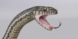 Read more about the article How Many Teeth Does A Snake Have – The Truth