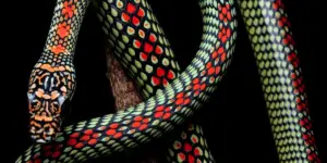 Read more about the article 12 Species Of Snakes In Spain – Complete Guide