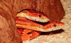 Read more about the article Male Vs Female Corn Snake – How To Identify Them