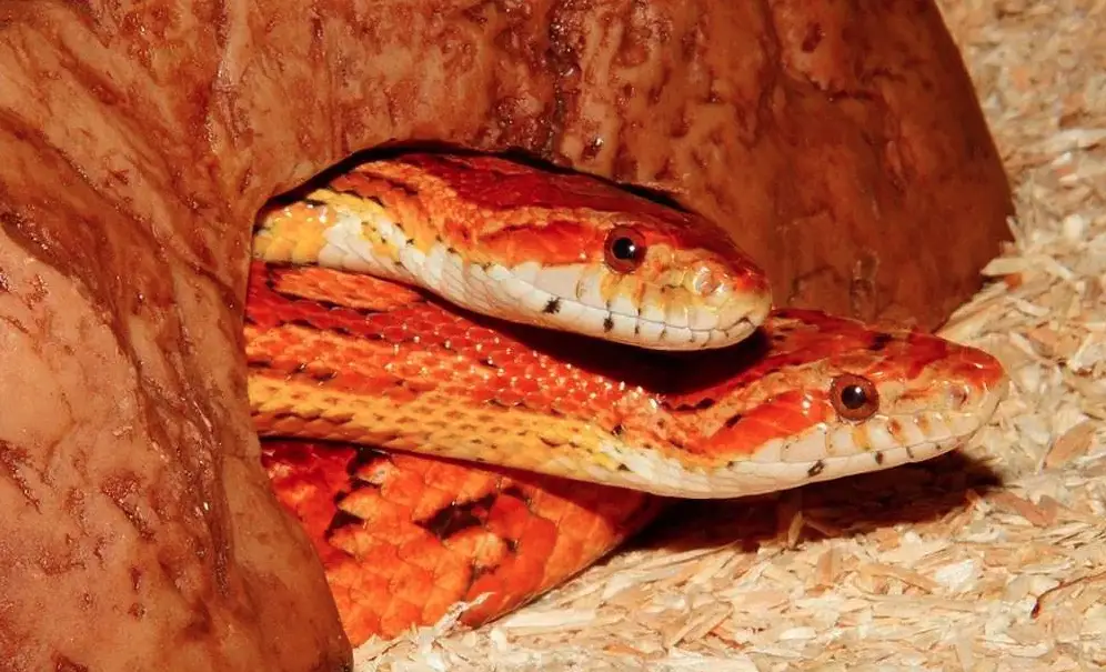 You are currently viewing Male Vs Female Corn Snake – How To Identify Them