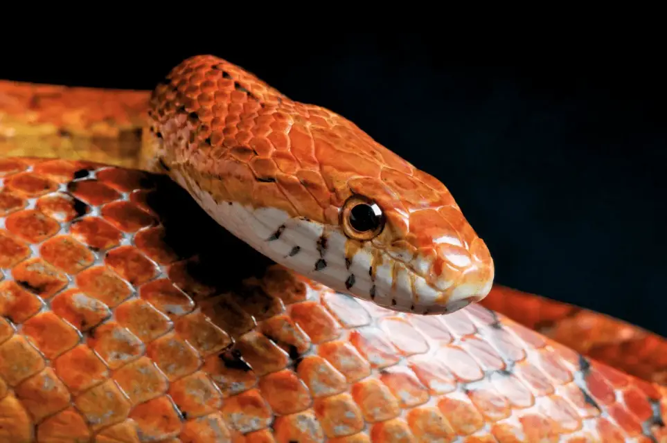 male vs female corn snake