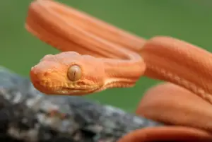 Read more about the article Amazon Tree Boa – 8 Little Known Facts