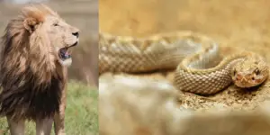 Read more about the article Do Lions Eat Snakes? – Everything You Want To Know About