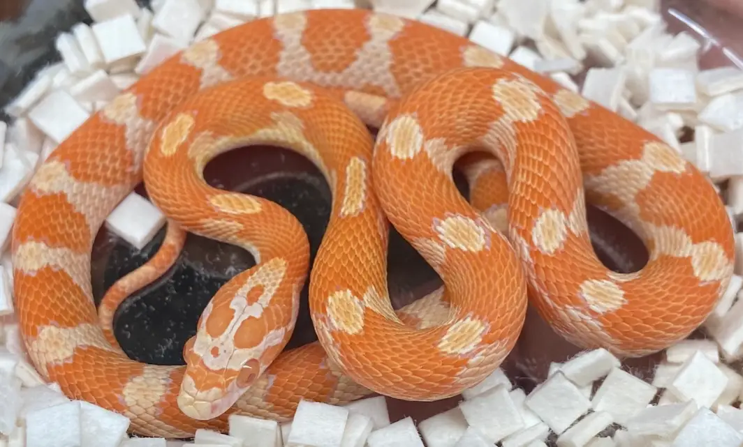 You are currently viewing 8 Little Known Facts About Creamsicle Corn Snake