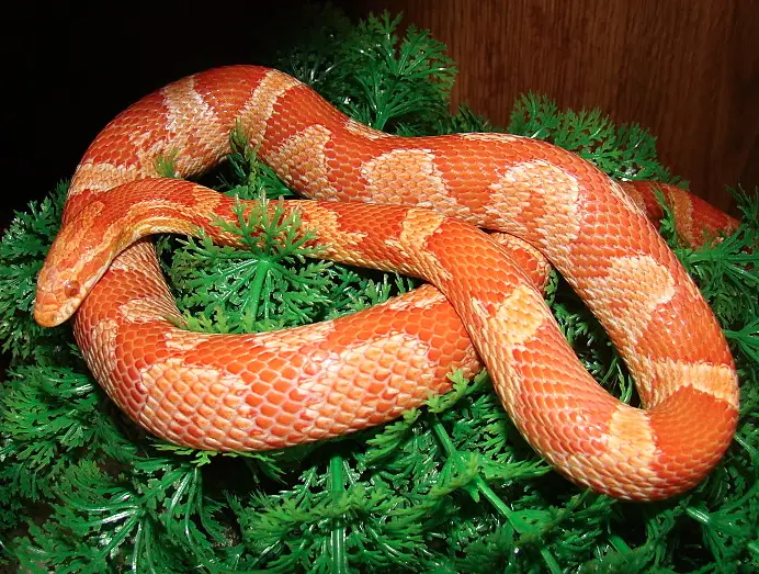 Creamsicle Corn Snake
