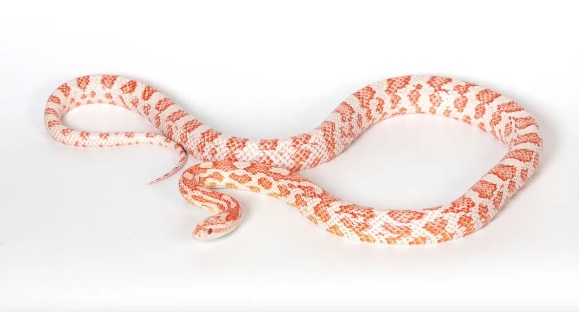 You are currently viewing Candy Cane Corn Snake – All You Need To know