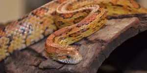 Read more about the article 18 Snakes In Utah You Need To Know About
