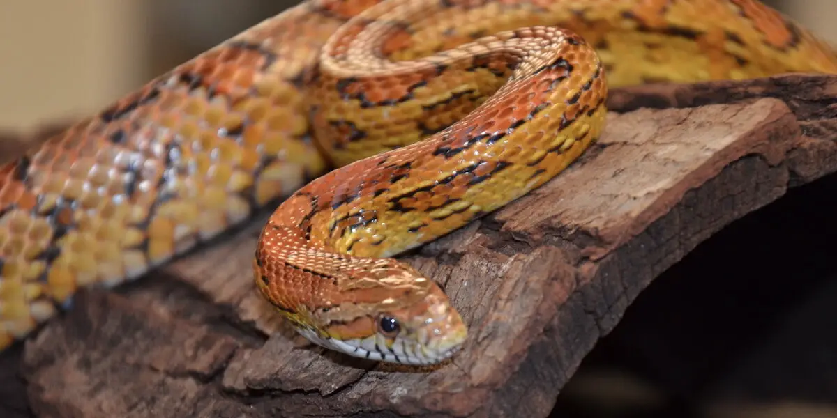 You are currently viewing 18 Snakes In Utah You Need To Know About
