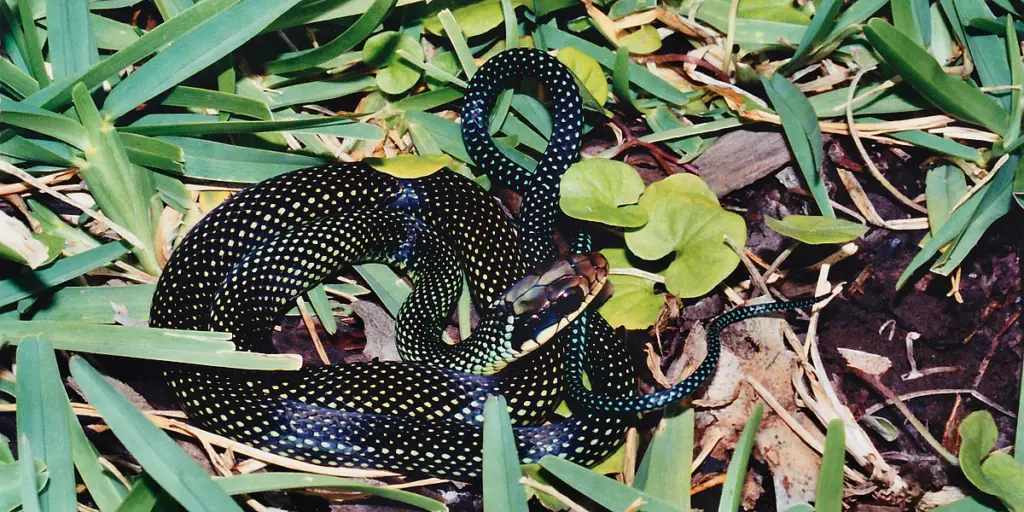 snakes in utah
