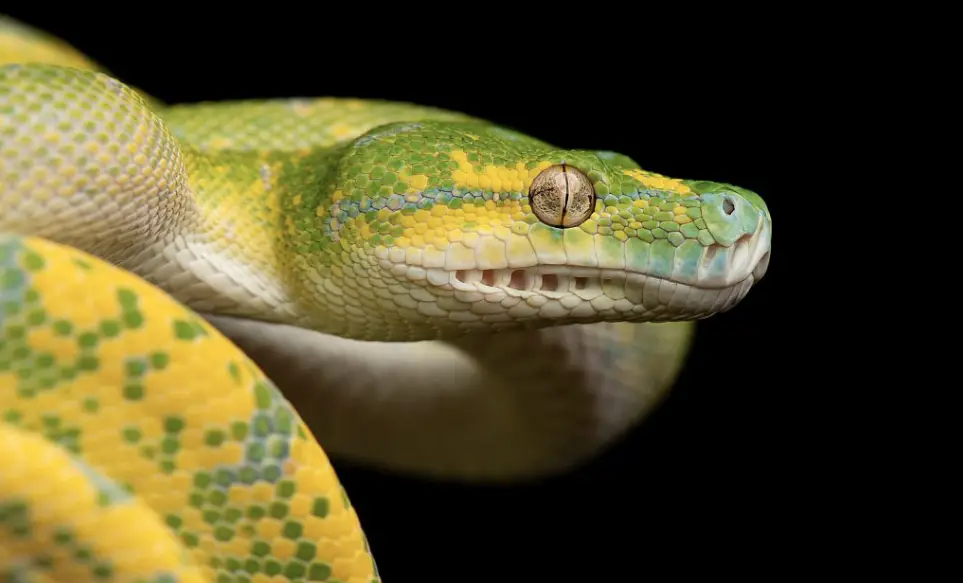 Yellow And White Snake