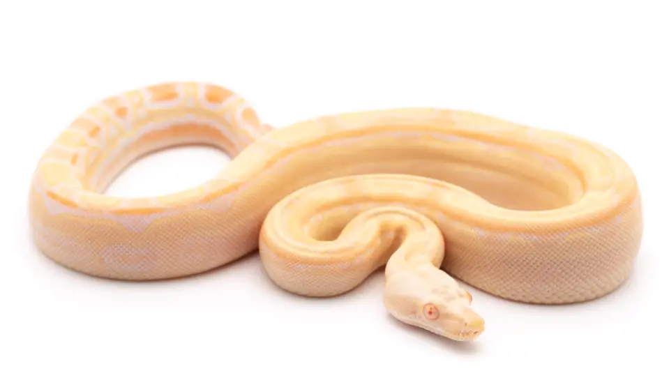Yellow And White Snake