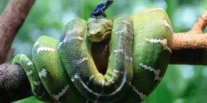 Read more about the article Do Snakes Hibernate In The Wild?