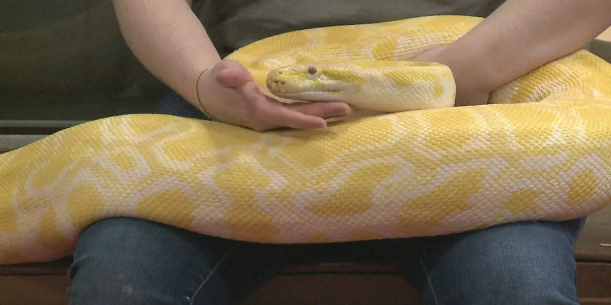 You are currently viewing 11 Yellow And White Snake You Need To Know About