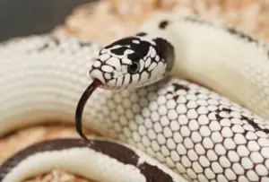 Read more about the article What Make A High White California Kingsnake