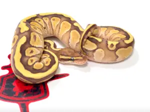 Read more about the article What Makes a Butter Ball Python?