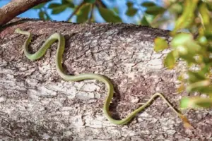 Read more about the article Can Snakes Climb Walls? Are They Good Climbers?