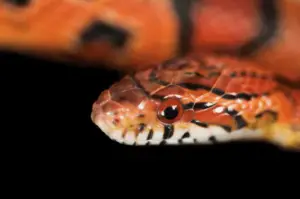 Read more about the article Okeetee Corn Snake – All You Need To Know
