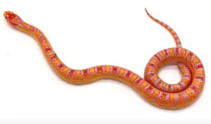 Read more about the article Jungle Corn Snake – All You Need To Know About