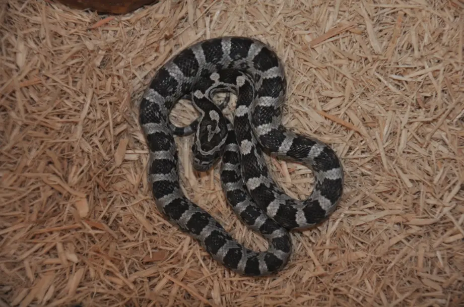 Black Albino Corn Snake