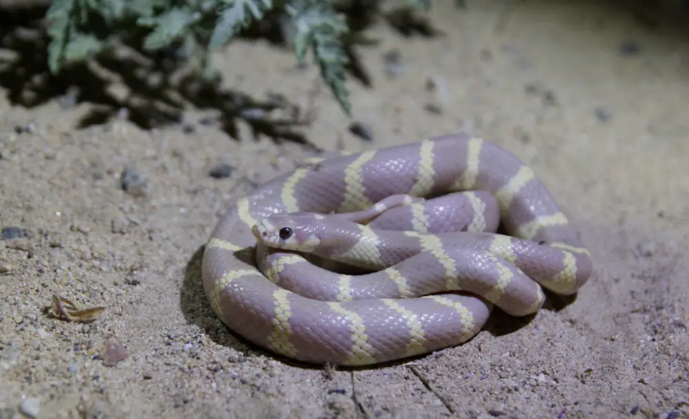 Lavender King Snake