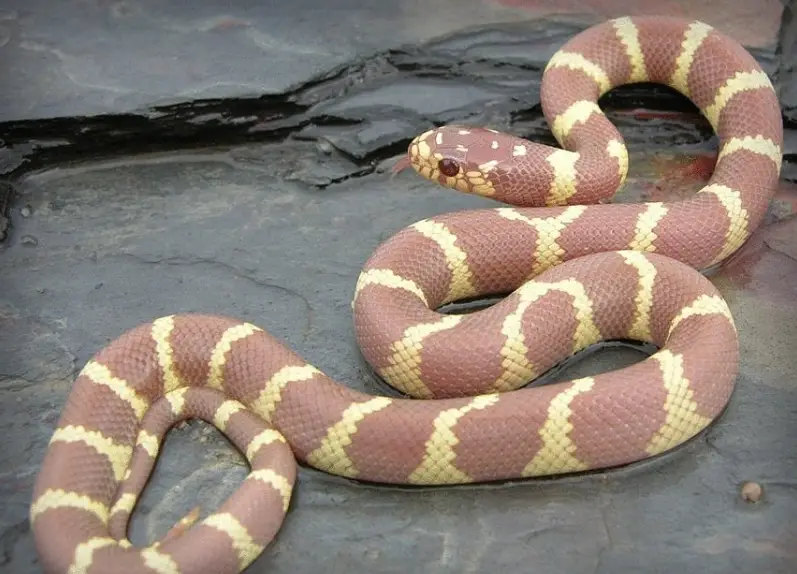 Lavender King Snake