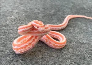 Read more about the article Tessera Corn Snake – Can They Be Good Pets?