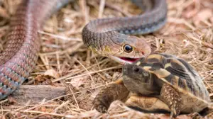 Read more about the article Do Snakes Eat Turtles – The Truth