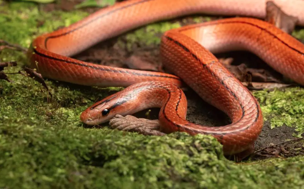 You are currently viewing All You Need To Know About Thai Bamboo Rat Snake