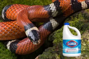 Read more about the article Will Bleach Kill A Snake – The Truth