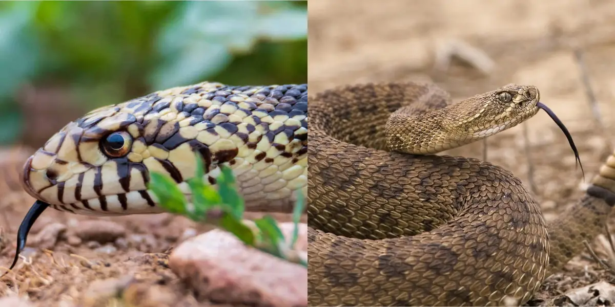 You are currently viewing Bull Snake Vs Rattlesnake – Everything You Need To Know