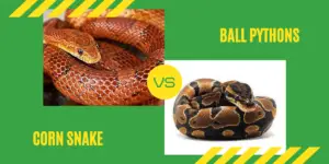 Read more about the article Corn Snake Vs Ball Python – Which Is Better?