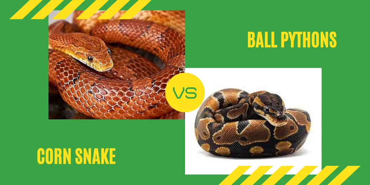 You are currently viewing Corn Snake Vs Ball Python – Which Is Better?