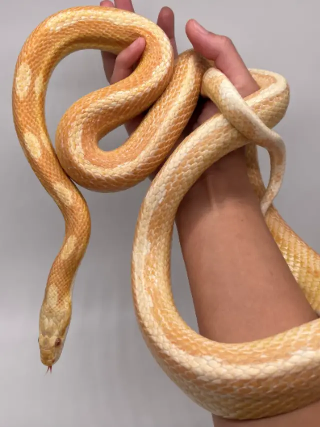 Read more about the article Butter Corn Snake – Are They The Perfect Gift?