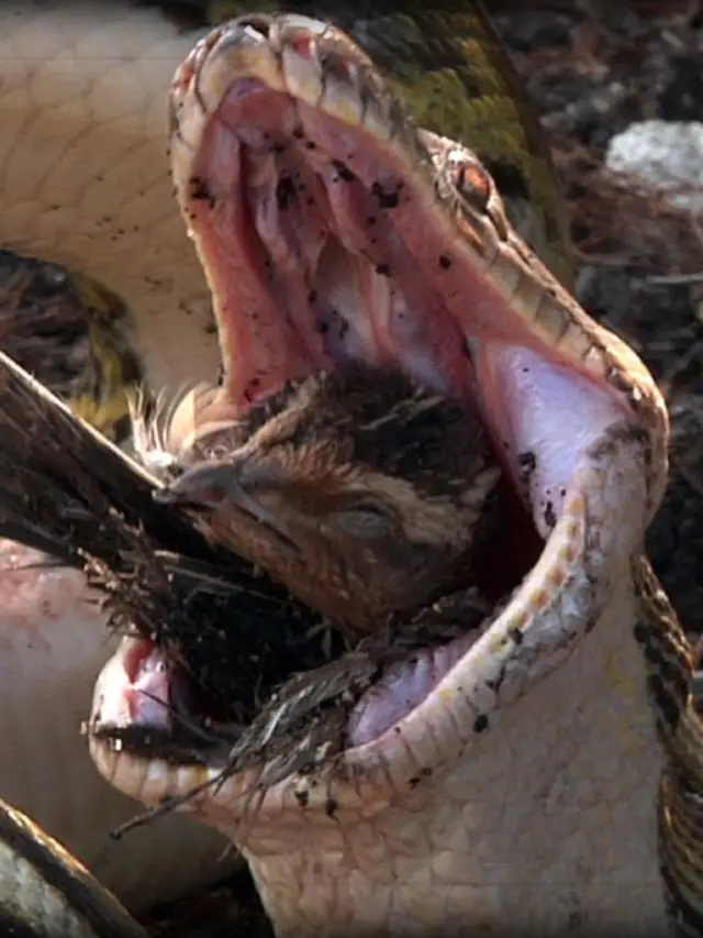 Read more about the article Snakes That Eat Birds & Their Eggs