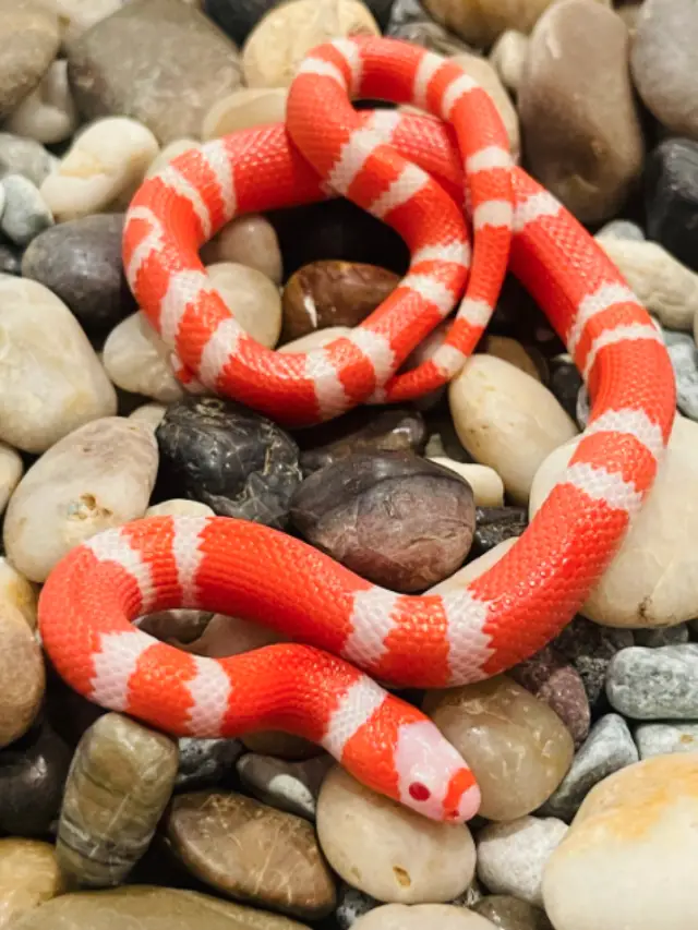 Read more about the article Albino Milk Snake – Are They Venomous?