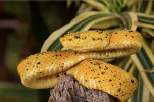 Read more about the article 13 Nonvenomous Large Pet Snakes – Detailed Guide
