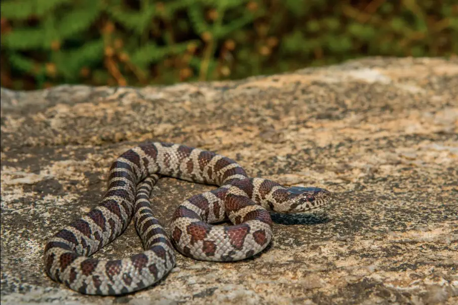 Snakes Of New Hampshire