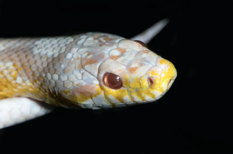 How Long Can Corn Snakes Go Without Eating