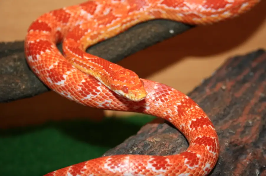 How Long Can Corn Snakes Go Without Eating