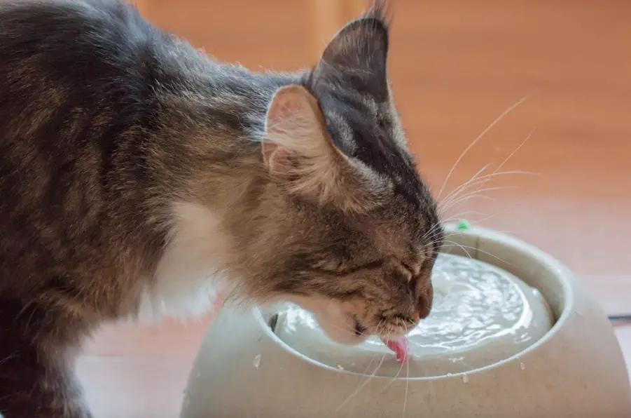 How Long Can A Cat Go Without Water