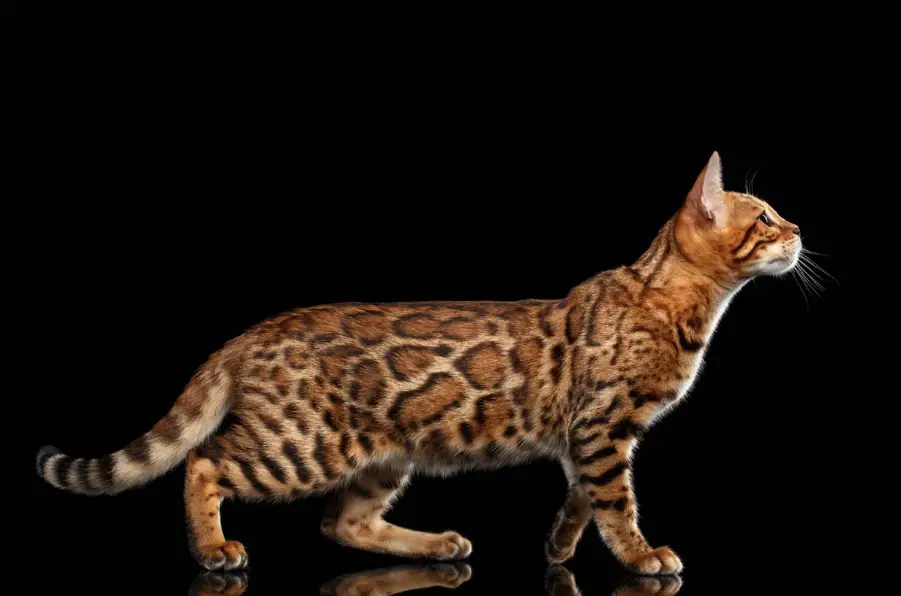 Cheetoh Cat