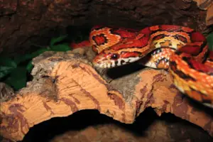 Read more about the article Strawberry Corn Snake –  Are They Rare?