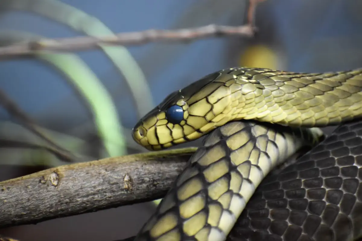 You are currently viewing Snakes Of New Hampshire – All You Need To Know