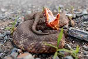Read more about the article Do Snakes Feel Pain – The Truth